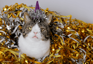 Tips For Keeping Your Pets Safe On New Year's Eve
